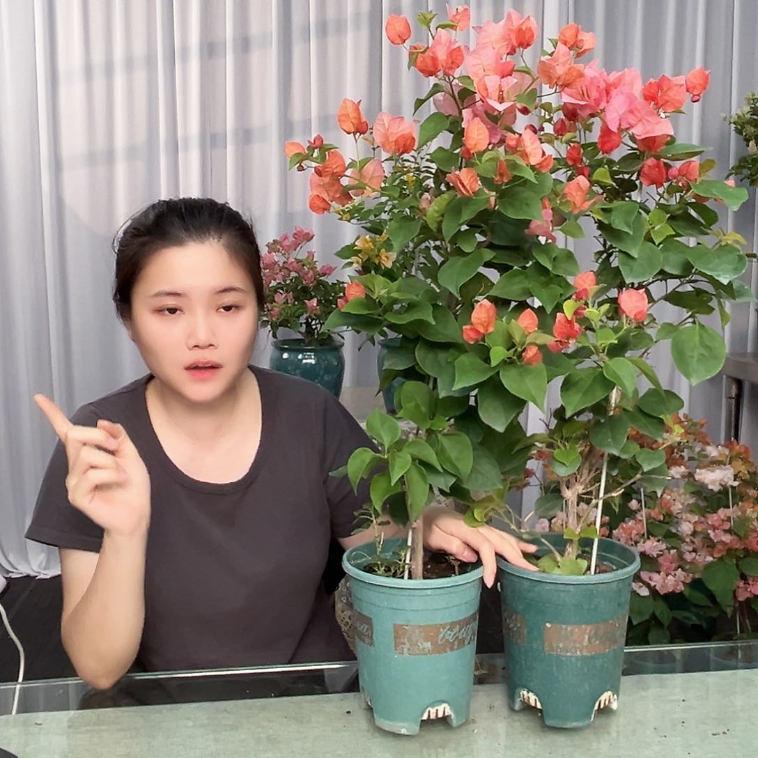 大部分开放少量花苞不甜西瓜带竹一颗