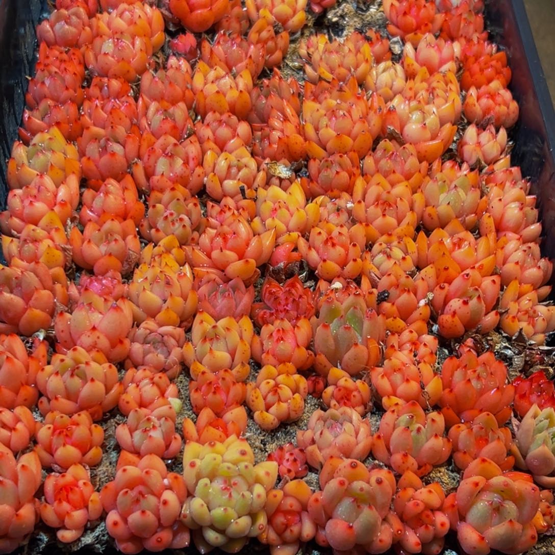 433多肉葡萄的味道是