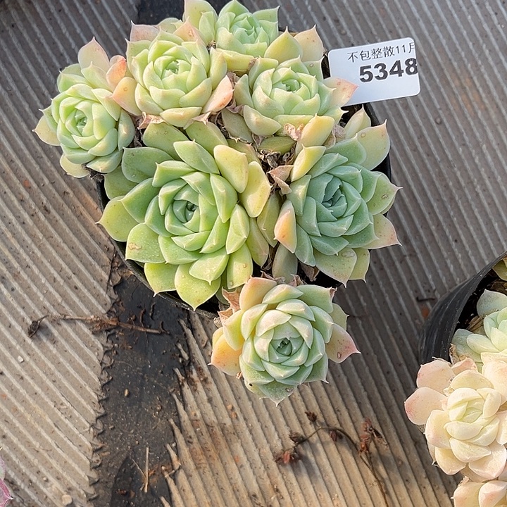 阿雅园艺。        5348白月影