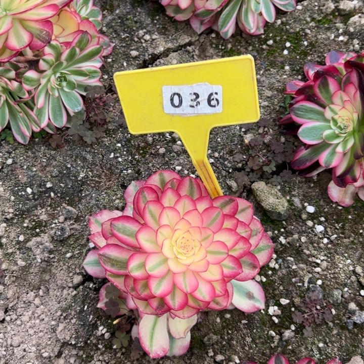 036倾城多肉植物