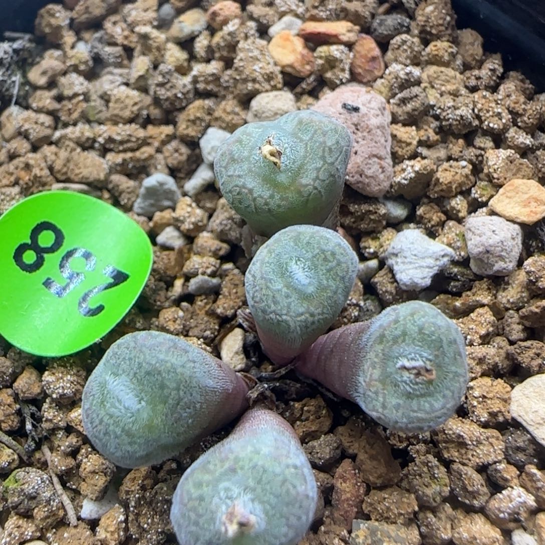 猕猴桃群多肉植物258