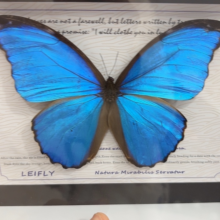 b***o蝴蝶标本定制445@