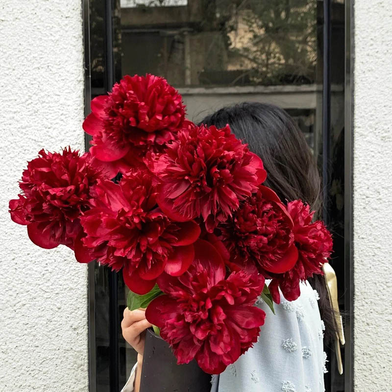【红色魅力-芍药花苗】重瓣芍药花苗带芽四季开花阳台庭院盆栽