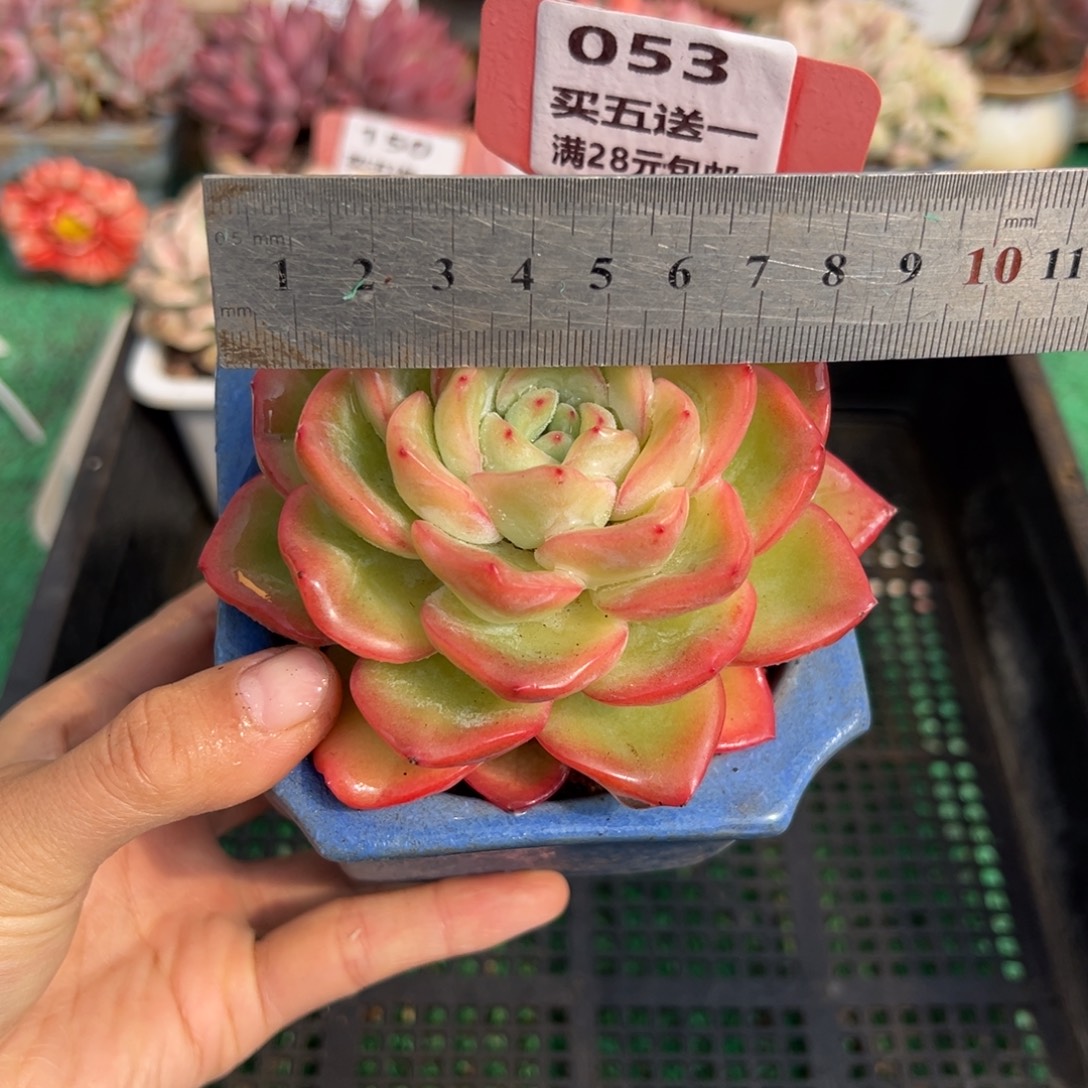 表妹精品多肉植物053.