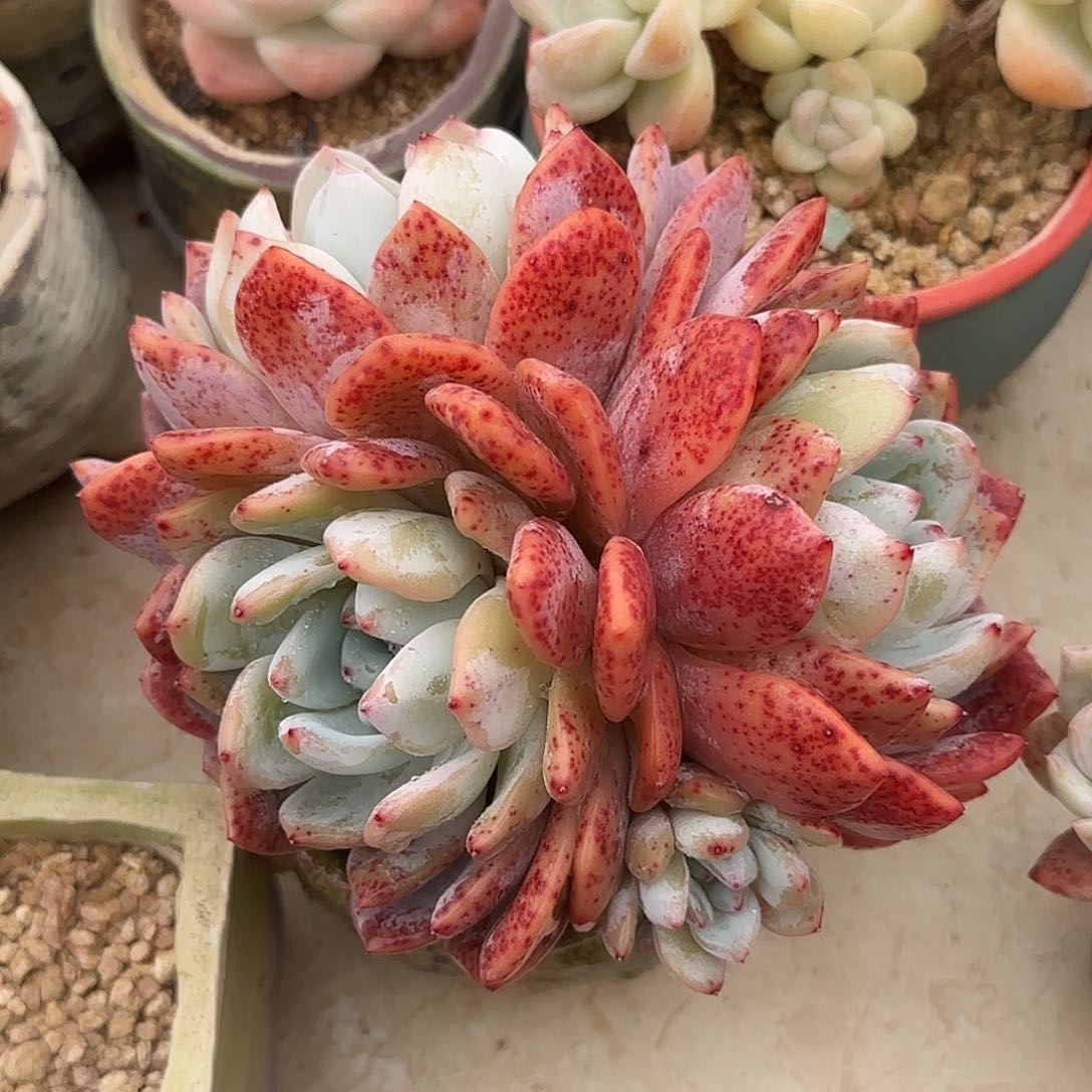 红血橙老桩一物一拍
