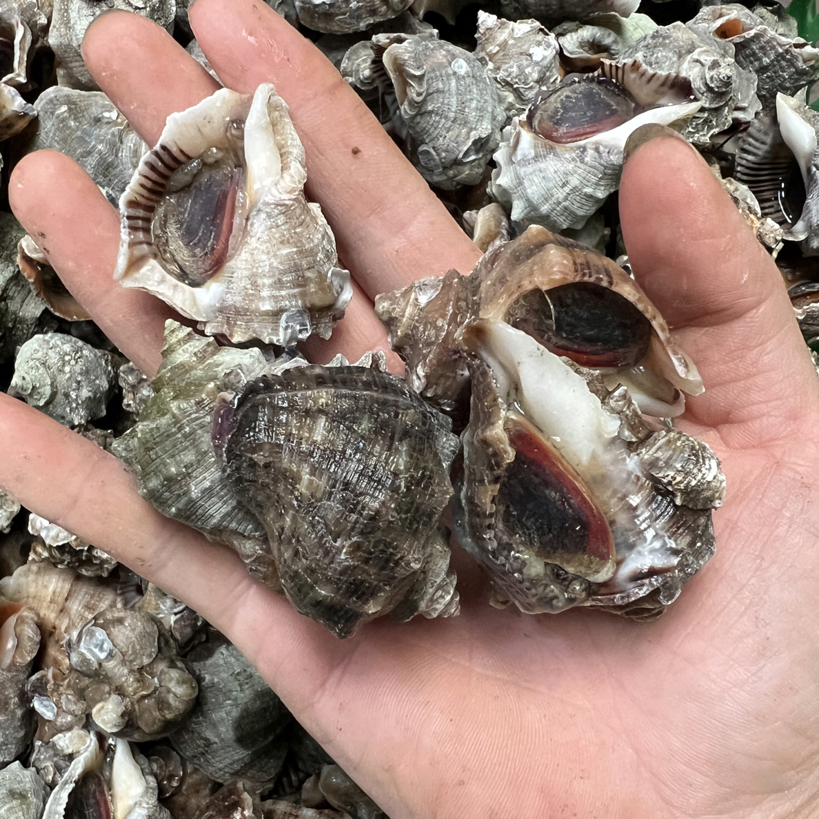 称重发货鲜活小海螺 4斤 （一斤12-15只）包鲜包活