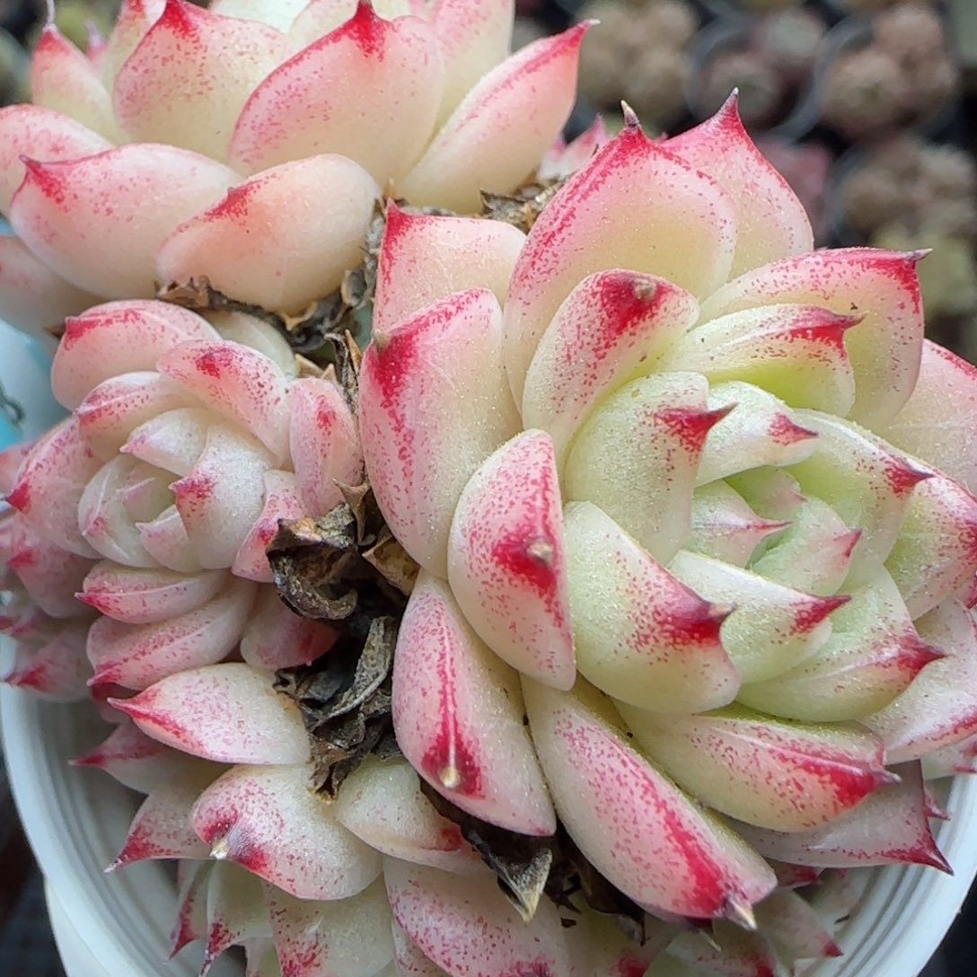 花语逸镜0226-385散