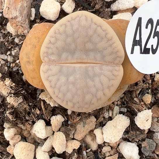 2535.碧赐玉11111111