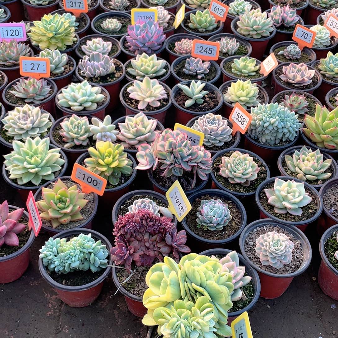 你***安807三个一组多肉植物