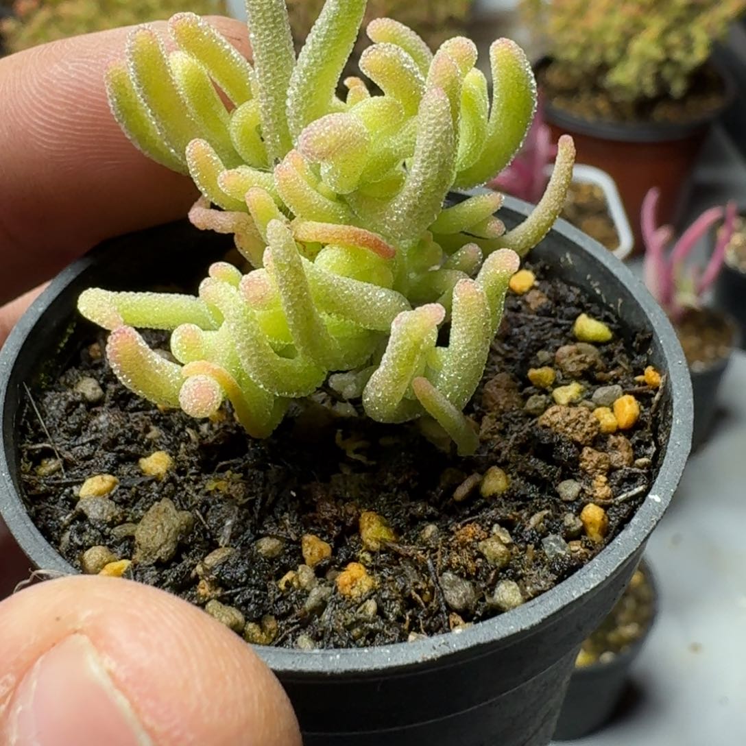 荧光兔白锦 多肉植物