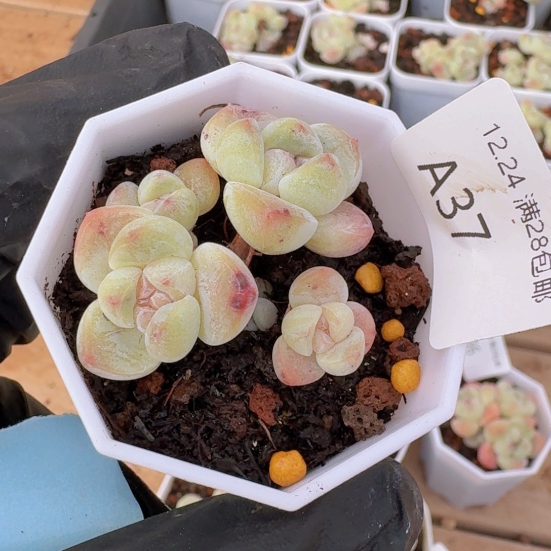 4头带崽一颗脱土发货