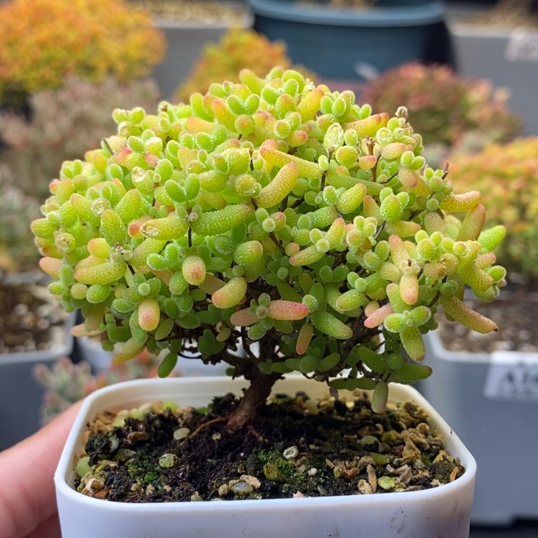 1681蜜橘糖球 。       