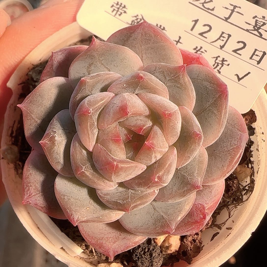 多肉1202-116福利