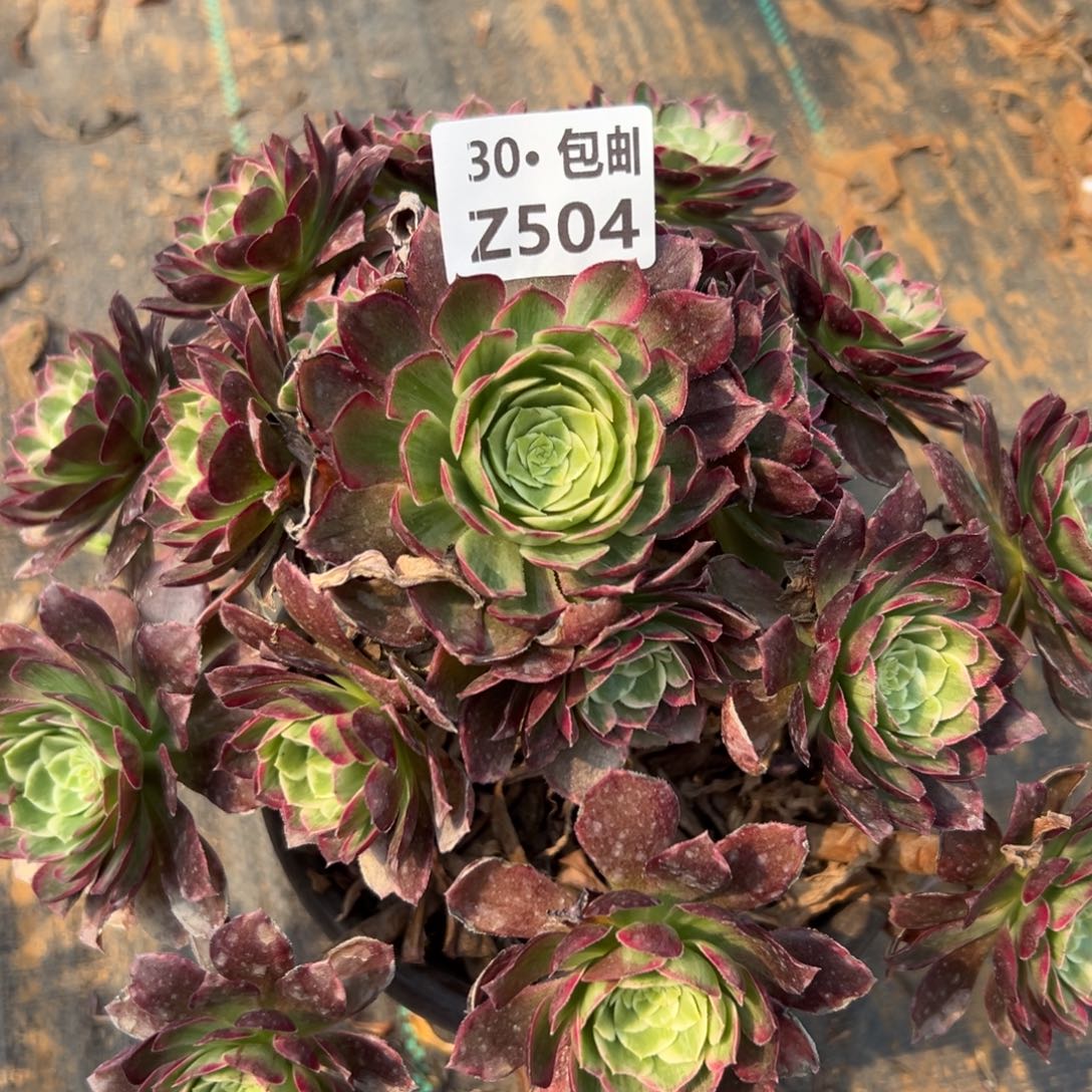 504万花筒，多肉法师