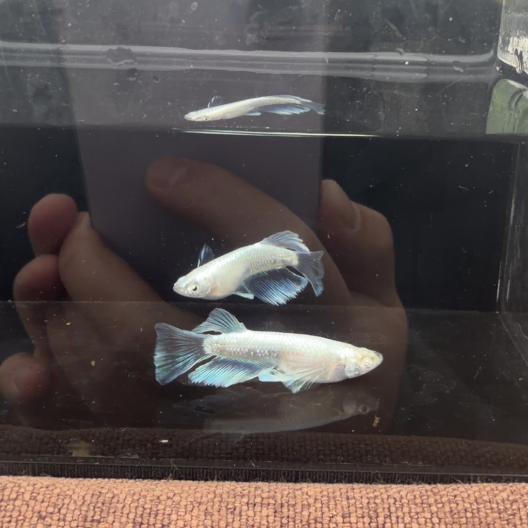 青鳉鱼603.丝绸真长鳍一对