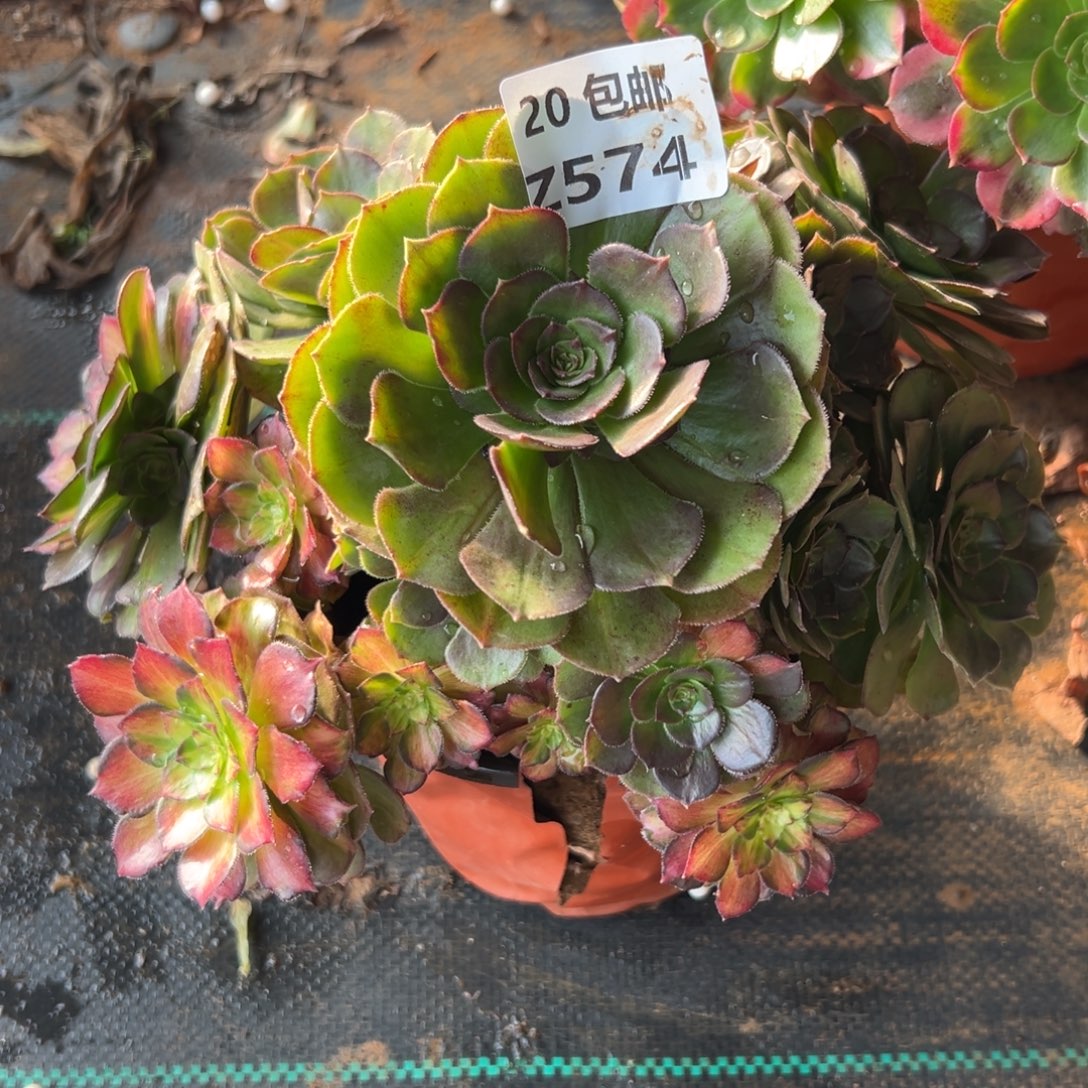 574龙鳞，满20包邮嘟叮熊