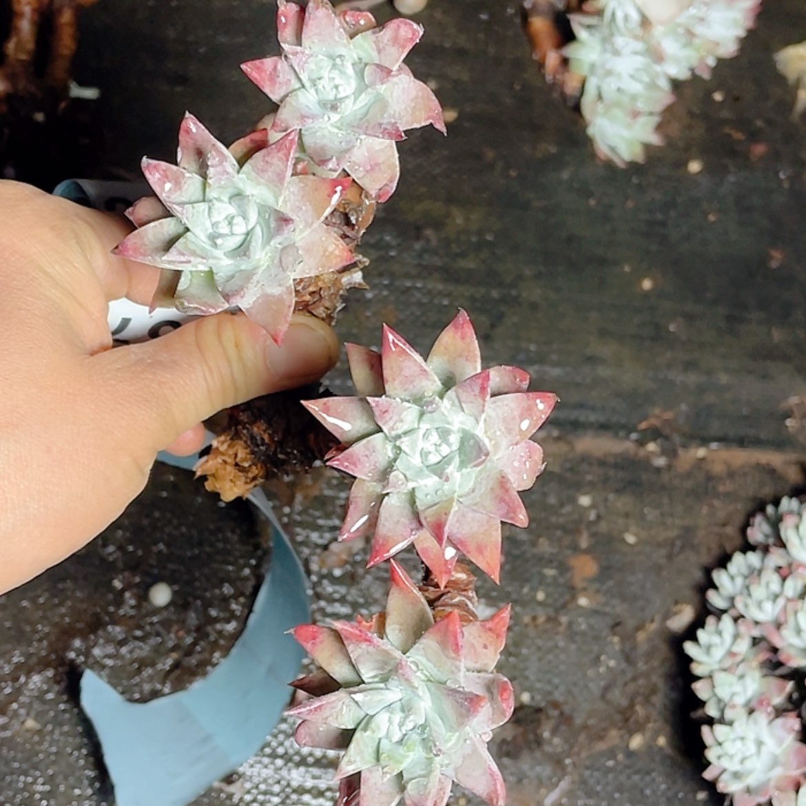 【闪购商品】白菊苹果叶自己发根