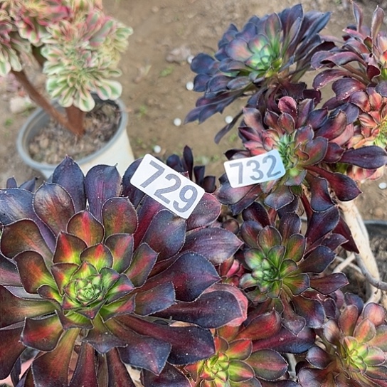 行***远多肉植物两个732.729