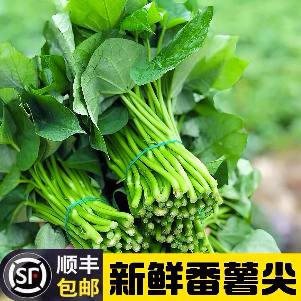 顺丰包邮｜红薯叶嫩尖农家菜红薯梗番薯叶嫩滑绿叶菜