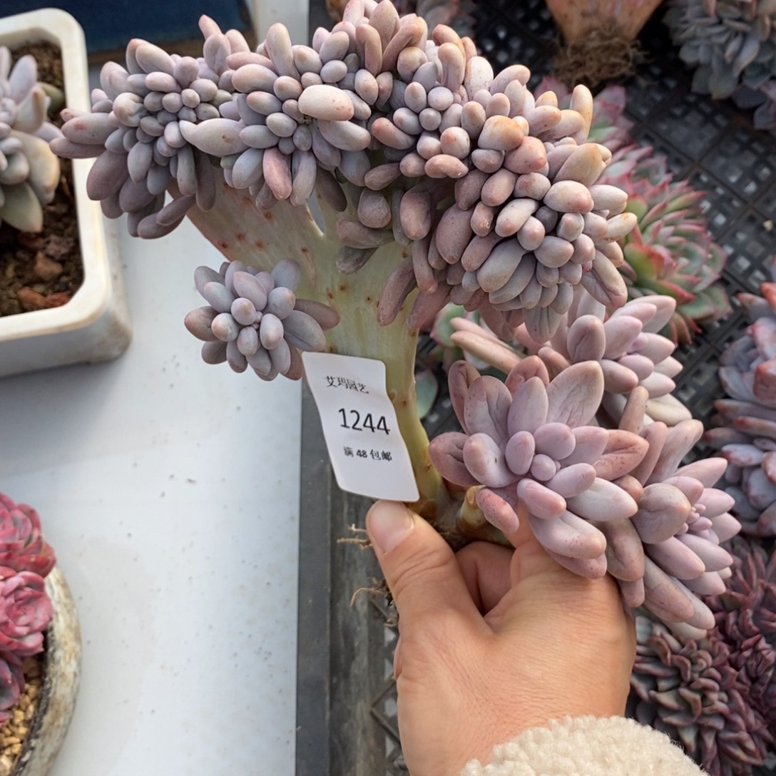 汤圆缀化多肉多肉244