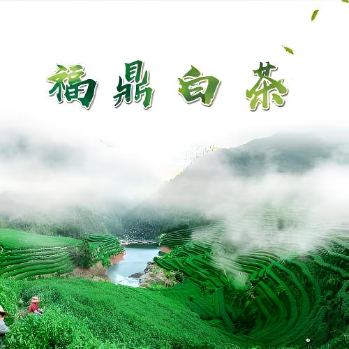 GLF  【贵妃】 福鼎白茶 2021年白毫银针饼   100克1饼