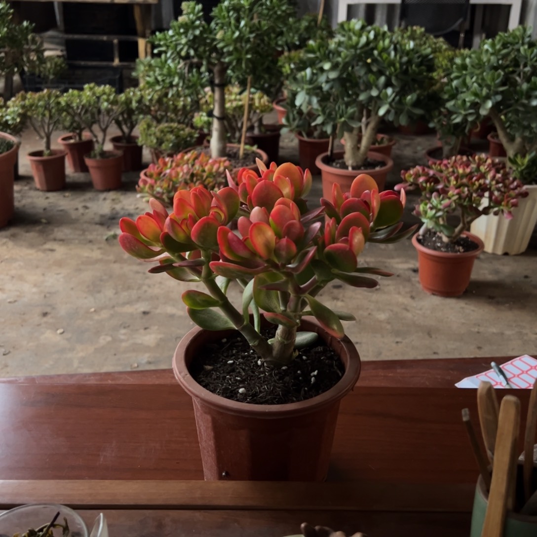 4年黄金花月带土球发货