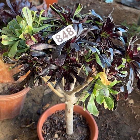 铭***轩一颗多肉法师植物 848