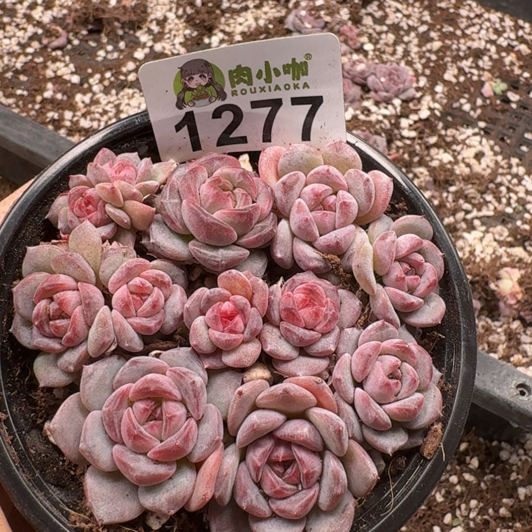 多肉植物多肉植物