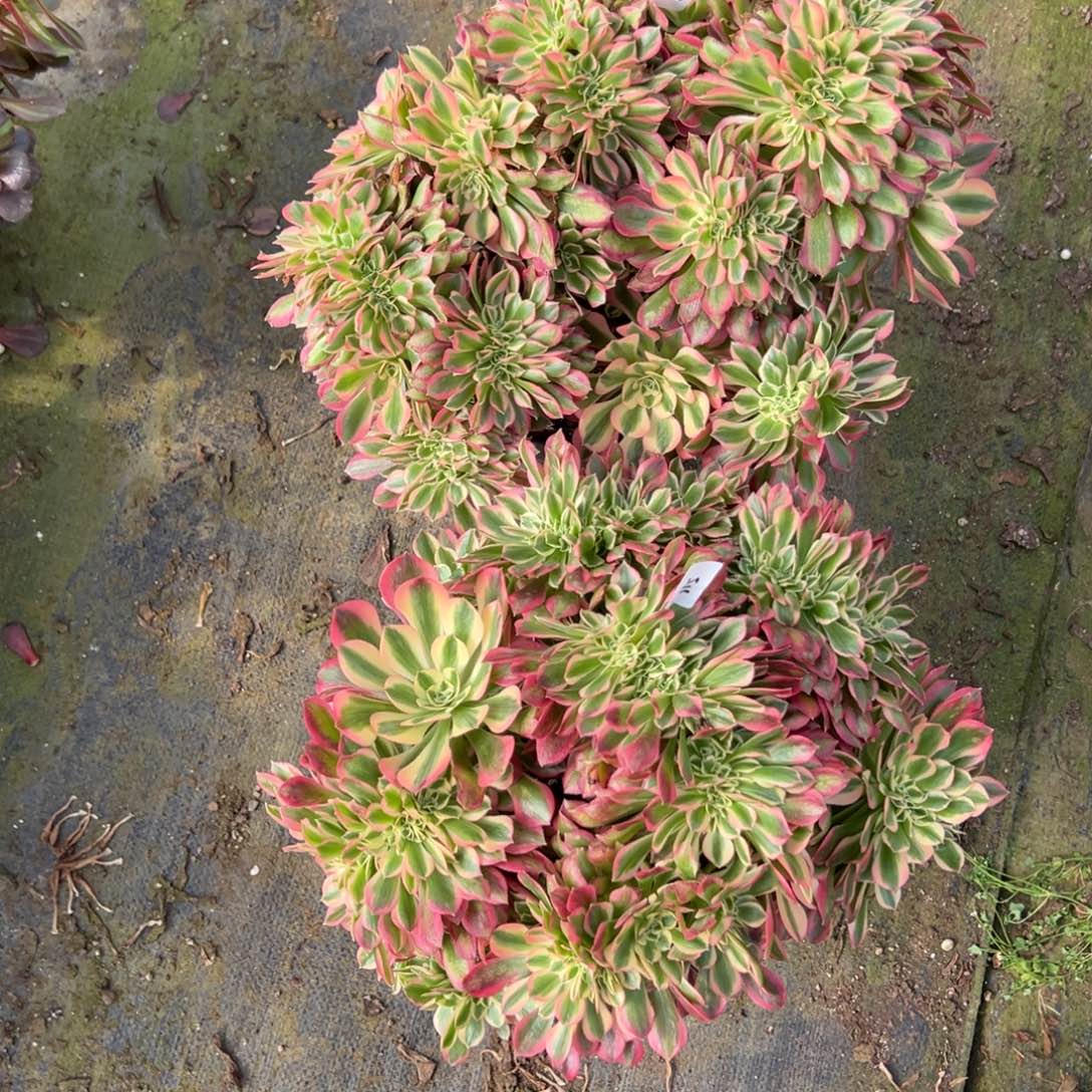 115116女巫缀多肉嘻嘻嘻