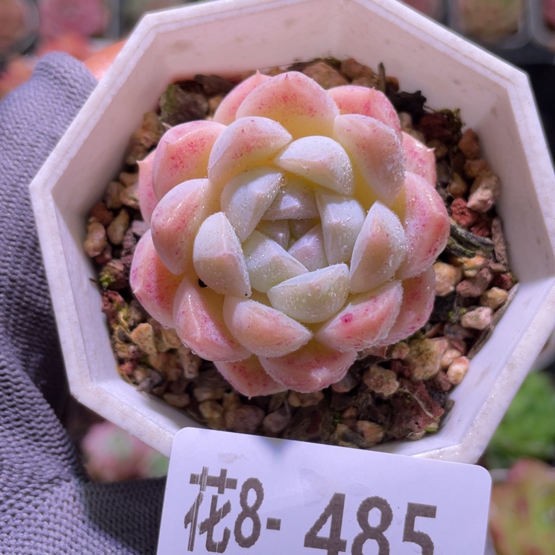 花利美8-485明月心 