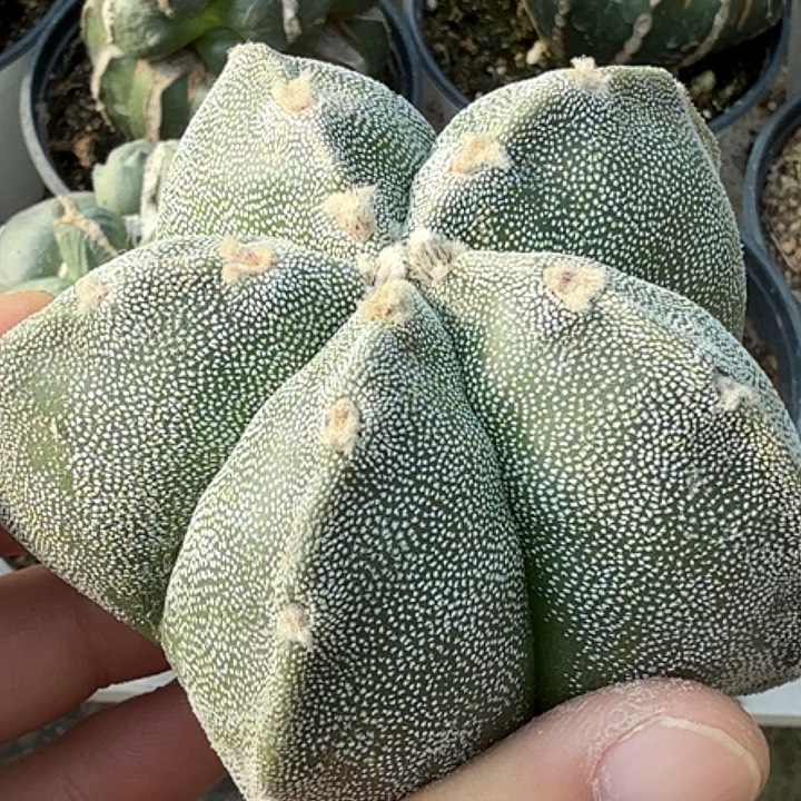 无花朵苗接矮体栾418