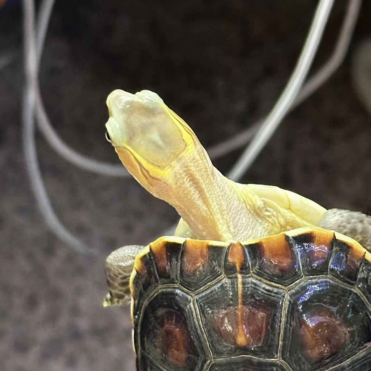 黄缘龟 全品大陆禄仔    背甲长8.4cm  93克