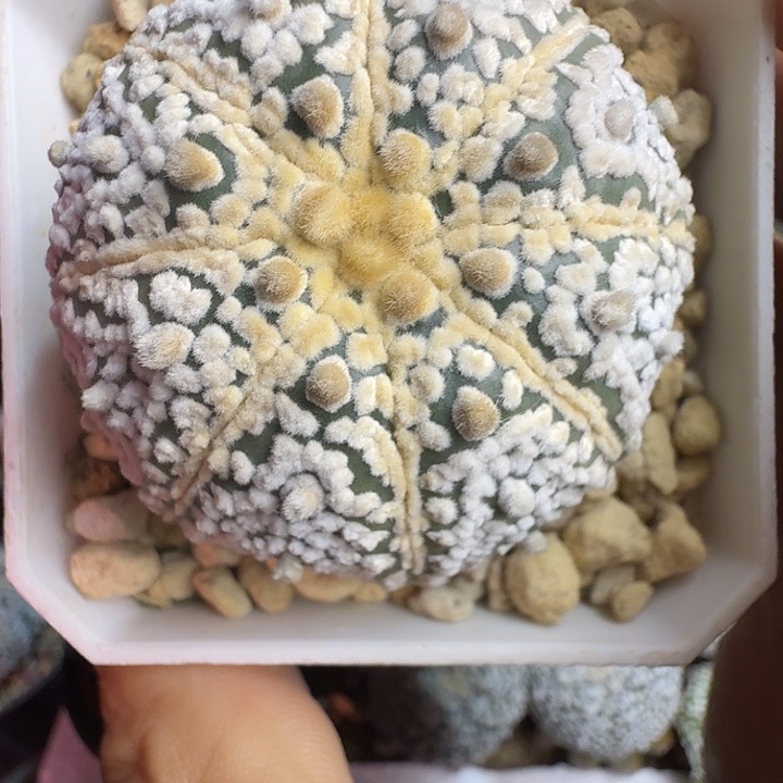 变***样多肉植物多肉植物