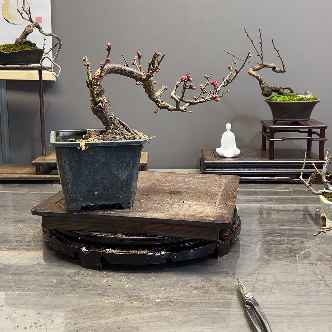 w***w完全开放梅花落在了我心上