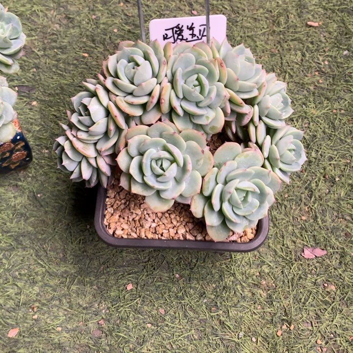 可爱宝贝多肉好看寄养