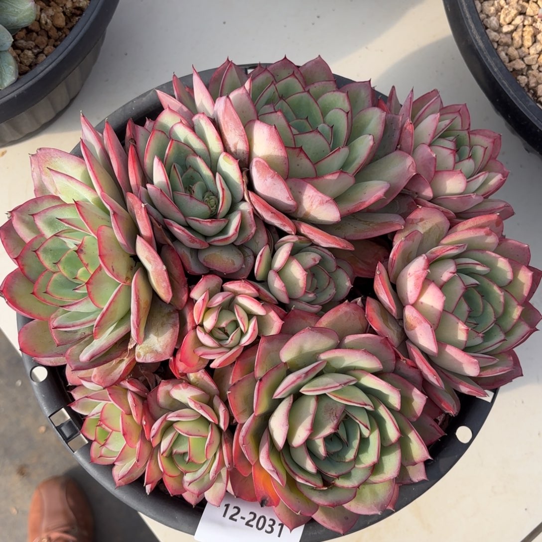 2031牡丹亭多肉植物