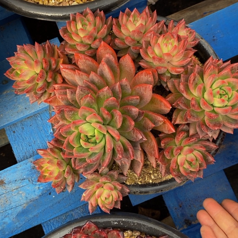 【闪购商品】小**?多肉植物