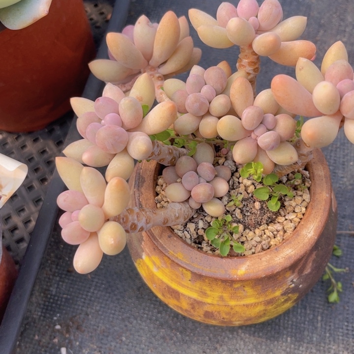 粉色恋人多肉植物363