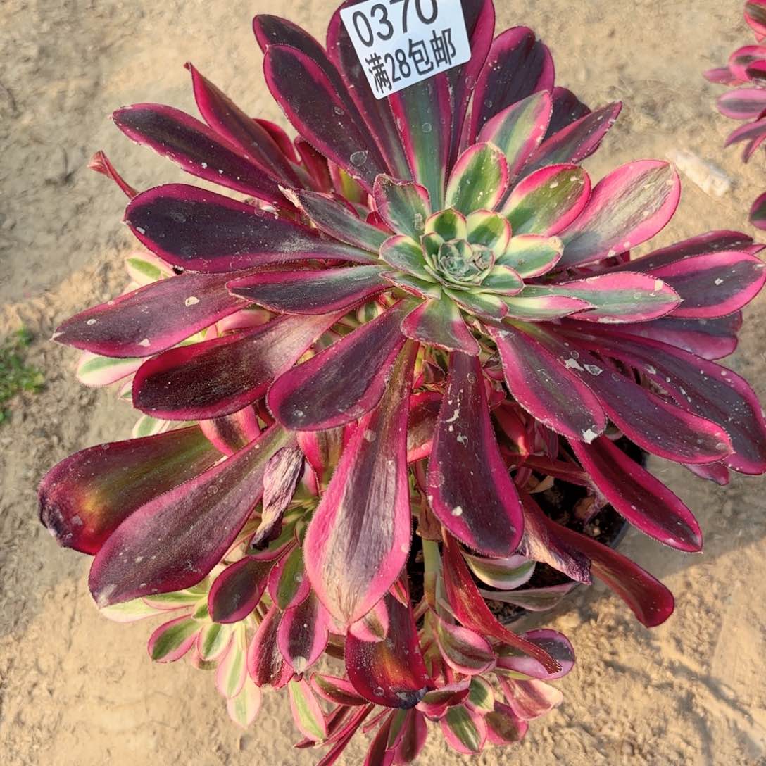 O.   0370冰淇淋多肉