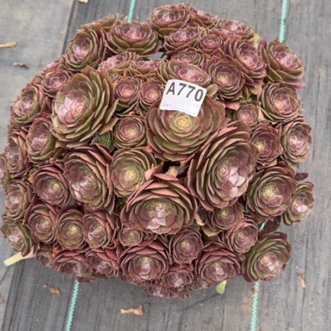 770沙拉碗朵朵40厘米左右多肉