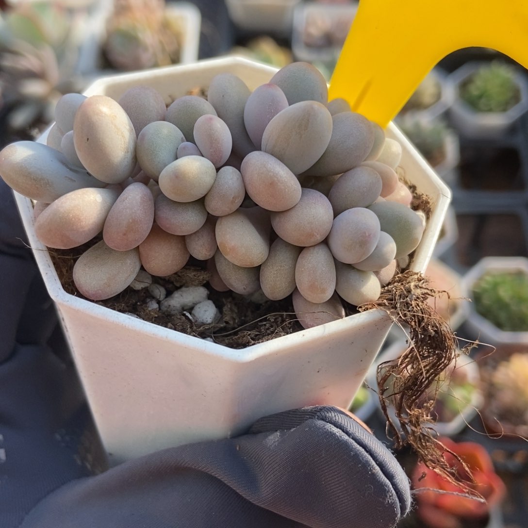 905桃蛋多肉植物保护