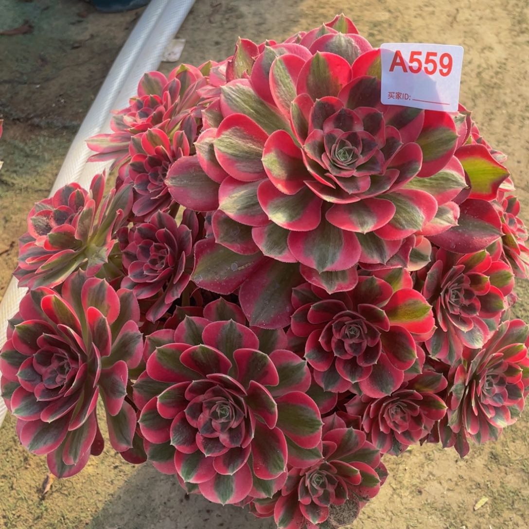 吃****子精品法师多肉七彩石559