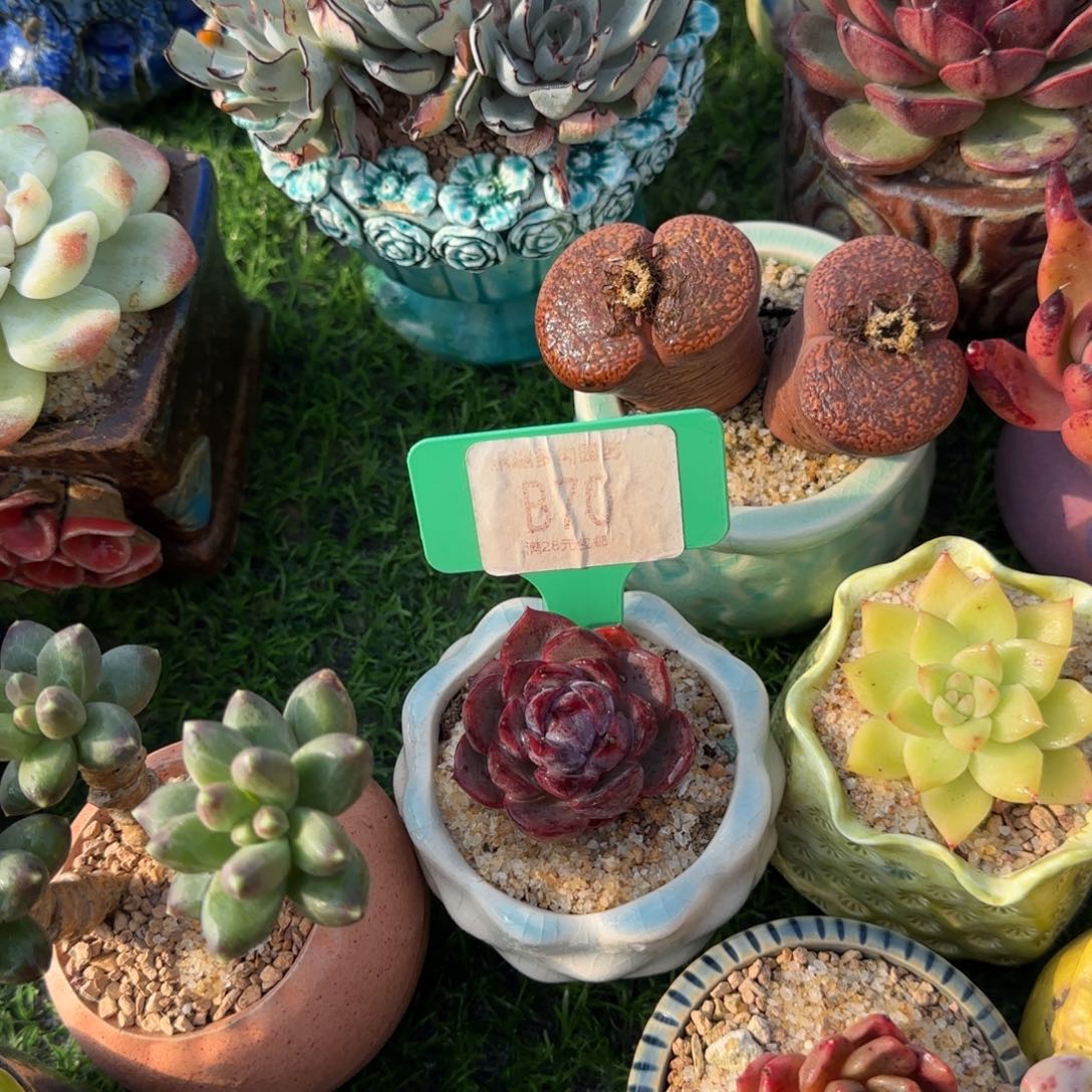 祝***胖多肉植物黑橙子单头