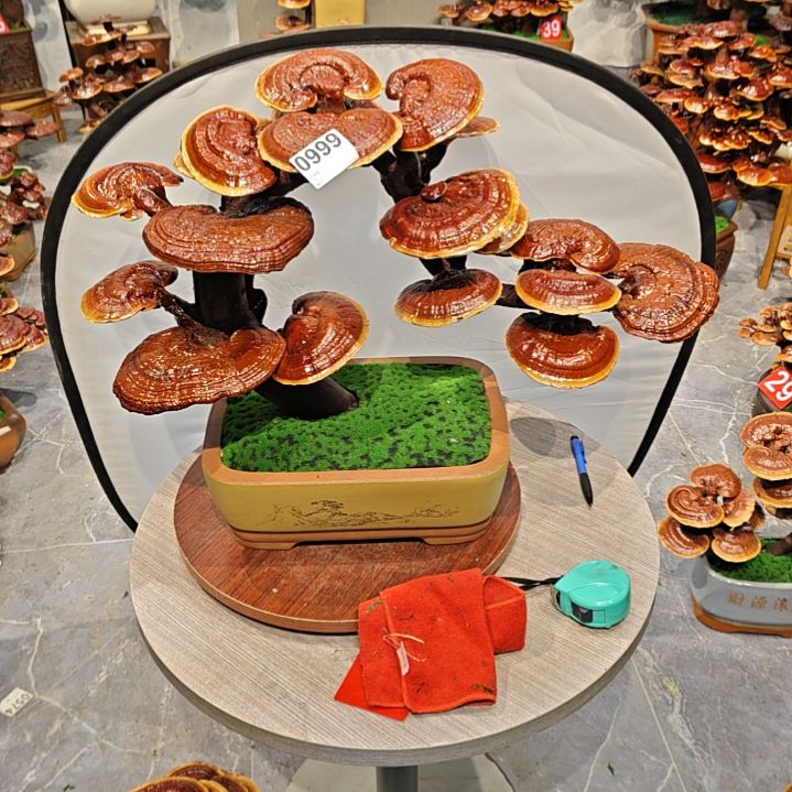 灵芝盆景高端大气上档次