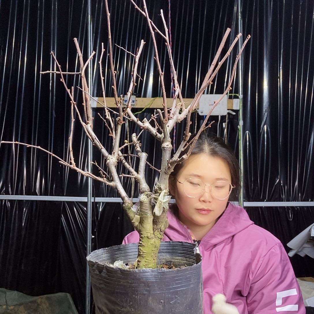 完全开放长寿冠四季海棠