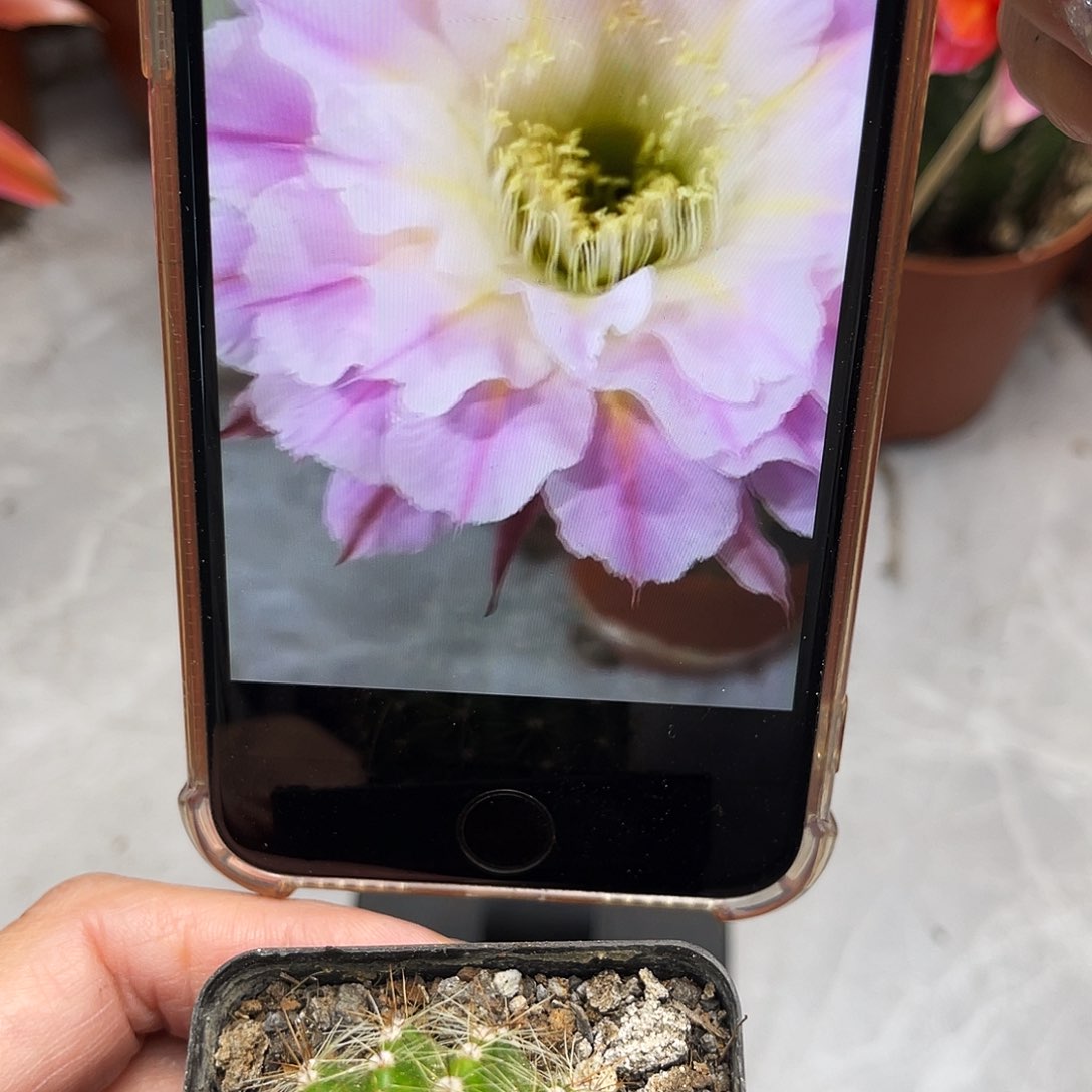 彩草300号带根3公分左右