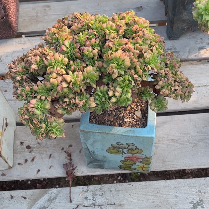 多肉植物的生长发育