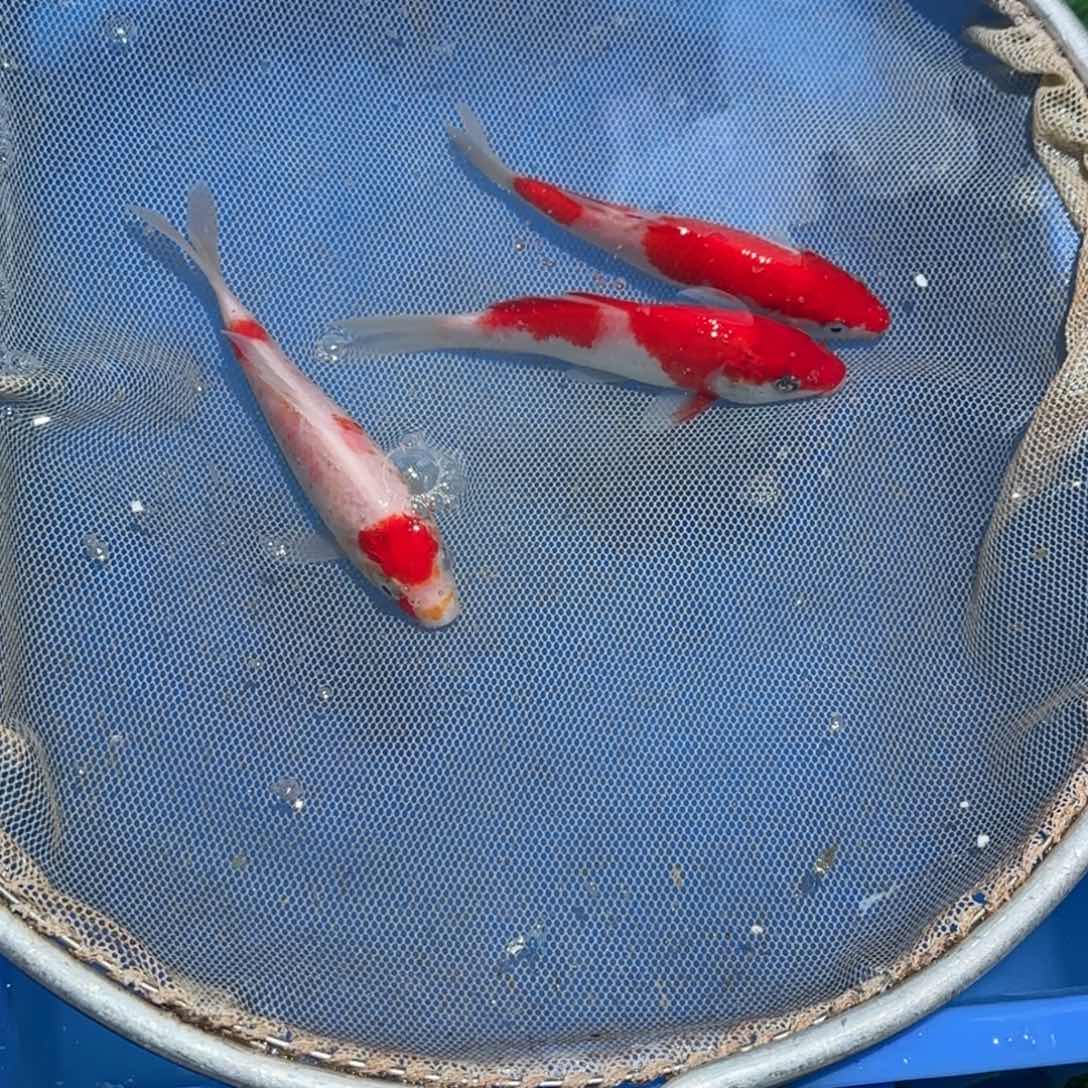 锦鲤锦鲤观赏鱼锦鲤