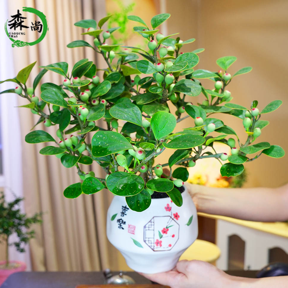 巨型小盼菩提树四季结果盆景老桩办公室内桌面好养禅意花卉绿植物