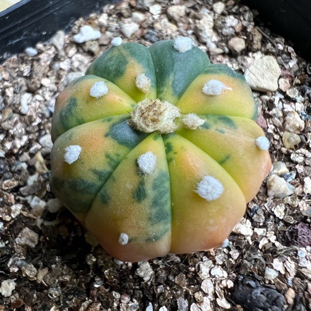 兜锦实生仙人球稀有品种创意桌面防辐射多肉植物盆栽
